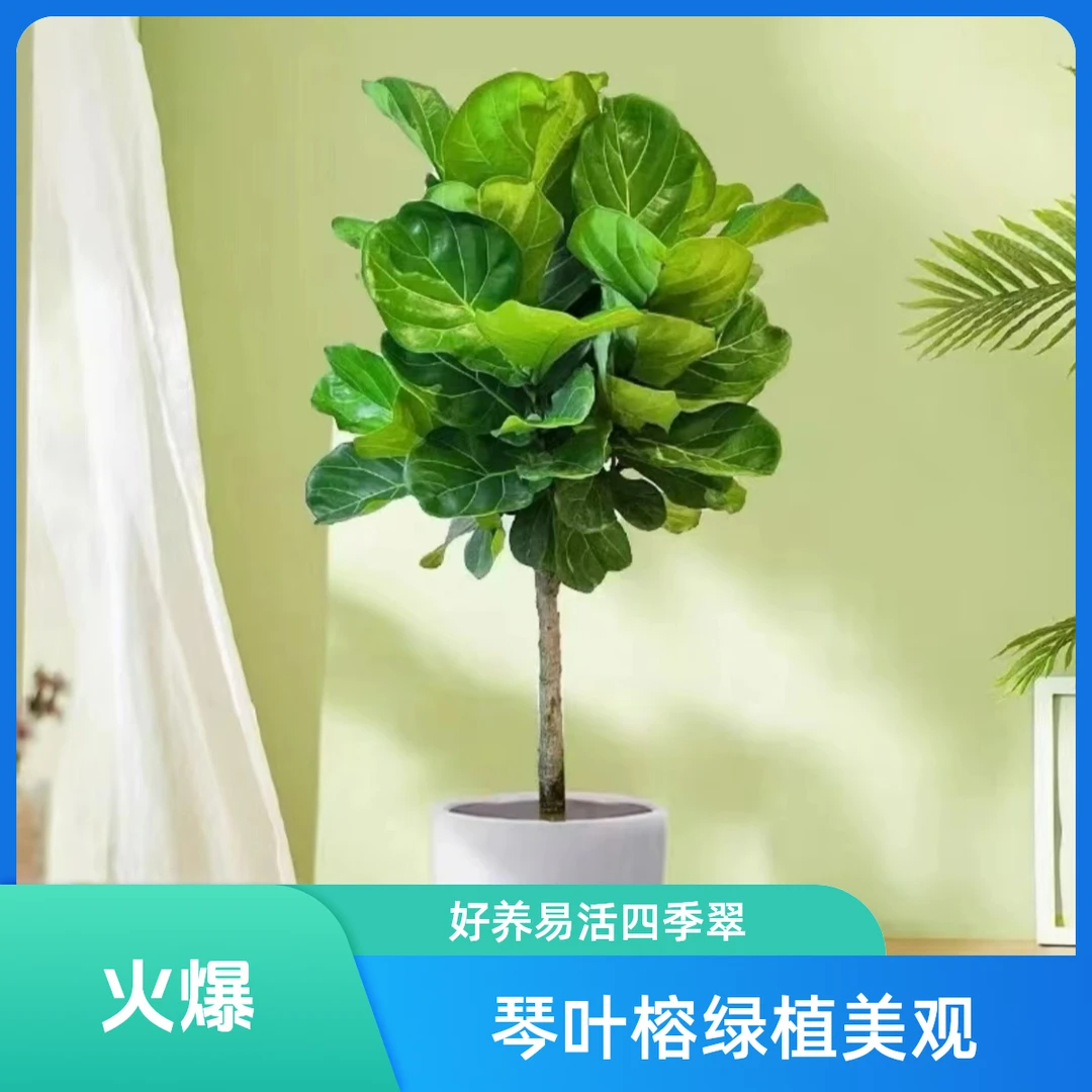 琴叶榕大叶片绿植客厅室内好养耐活四季常青北欧高档大气网红盆景