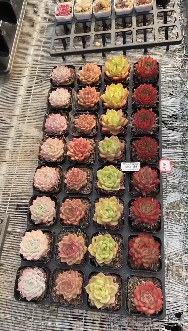 东云多肉园新款-86（其中一组4棵）