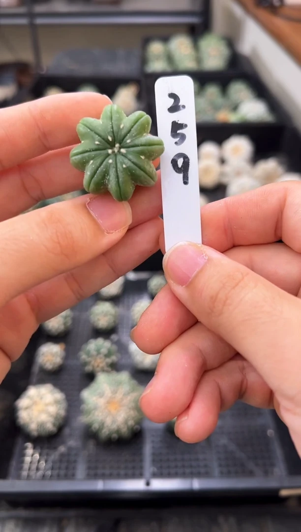 内凹琉璃海星低趴冠幅3，编码259