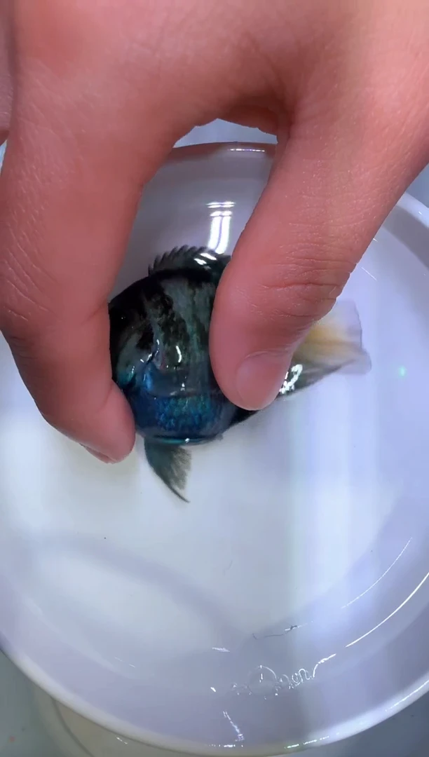 鹦鹉鱼宝蓝 母1条