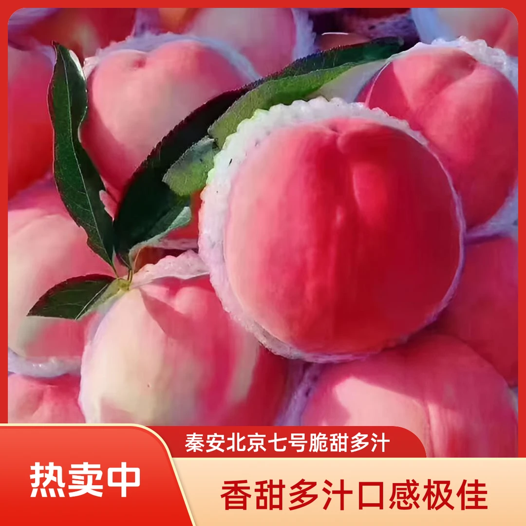 甘肃天水秦安头茬北京七号水蜜桃新鲜采摘脆甜多汁顺丰空运（省内）