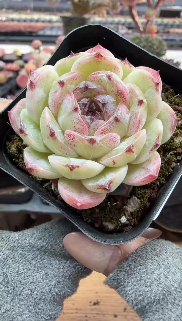 东云多肉园二店-148