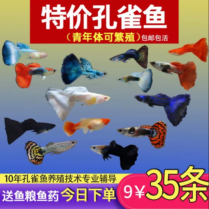 热带精品纯种孔雀鱼金鱼观赏鱼杂袍热带小型淡水孕母好养耐活凤尾