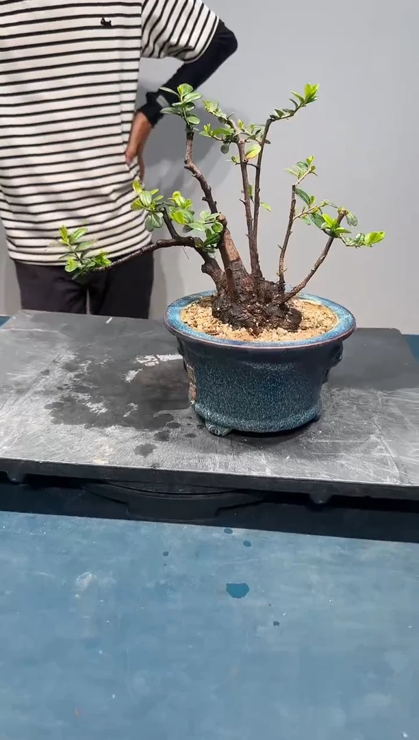 无花朵海岛翠米茶