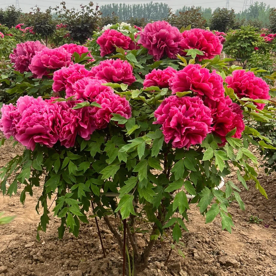 【曹州红】牡丹花花冠之王 花型大 花色艳 菏泽产地赠送肥 现货现发