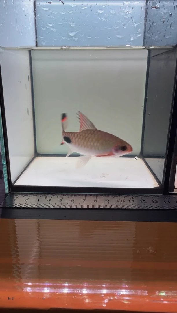 海水鱼红杂紫1111
