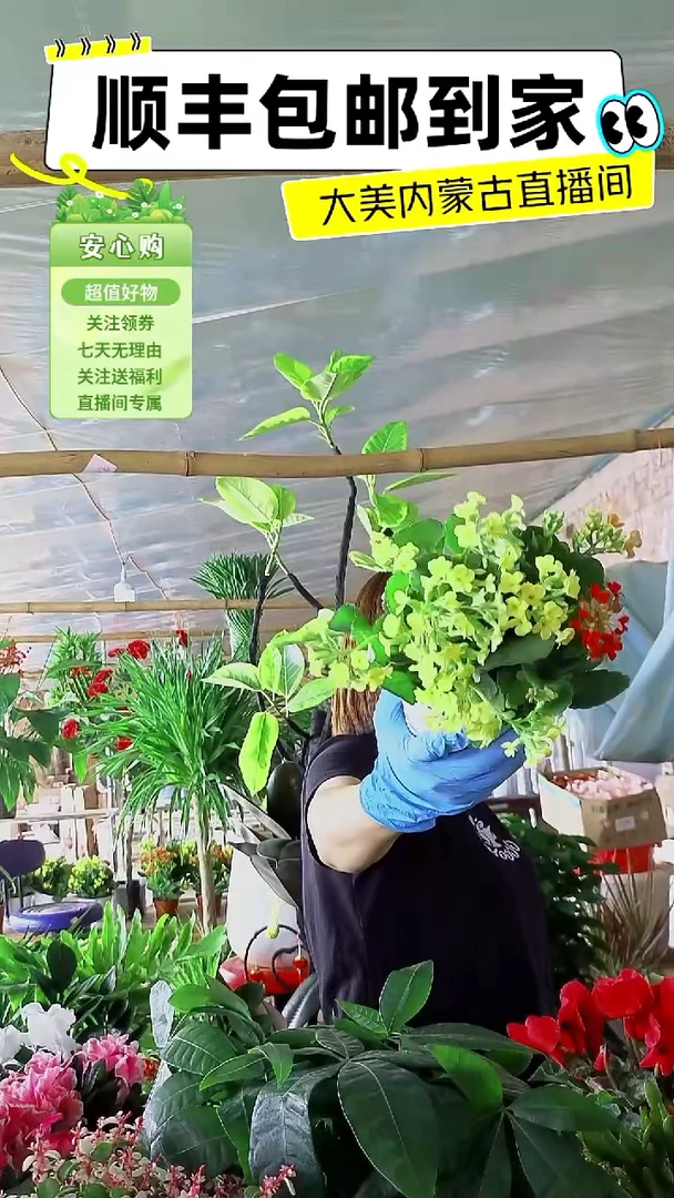 完全开放双色长寿