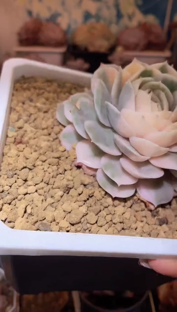 【闪购商品】282昂丝诺锦微瑕