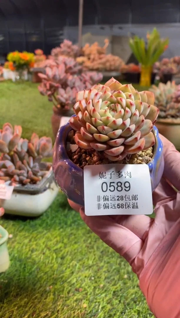 【闪购商品】0589a