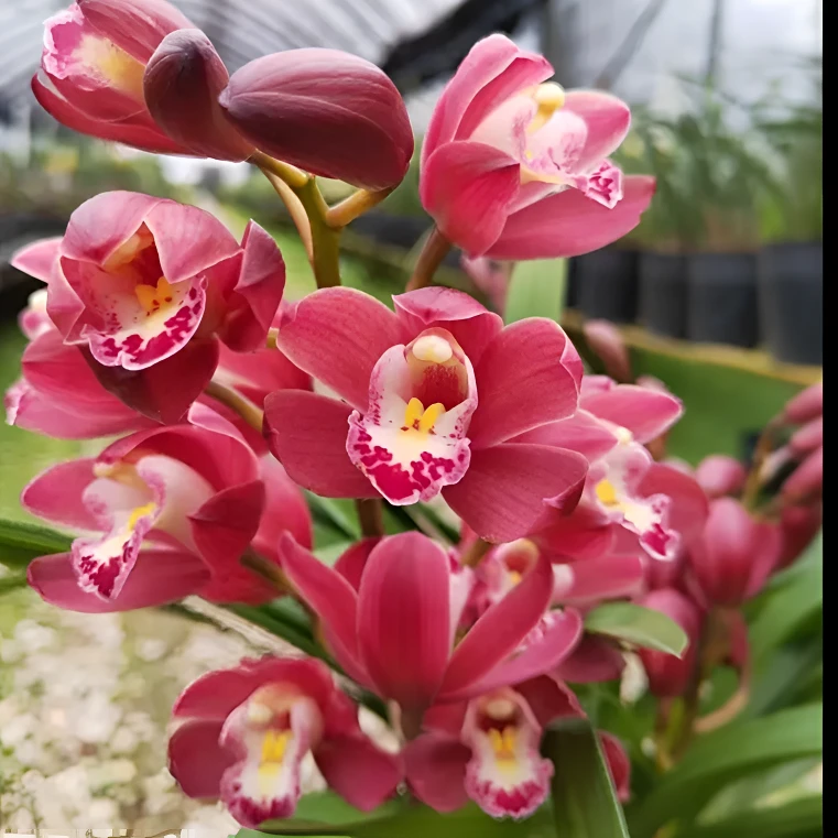 大花惠兰【红宝石】春节期间开花 浓香型 年宵花