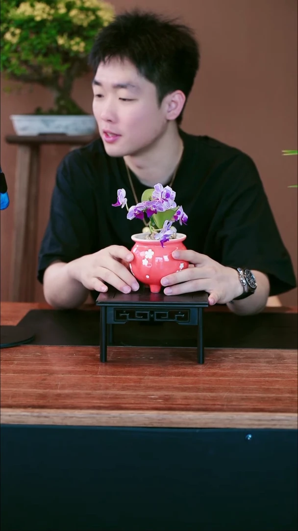 全部花朵小美人盆景盆景
