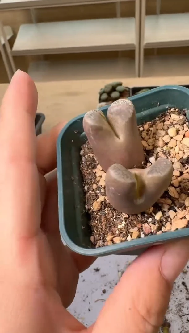 24-55多肉植物肉锥