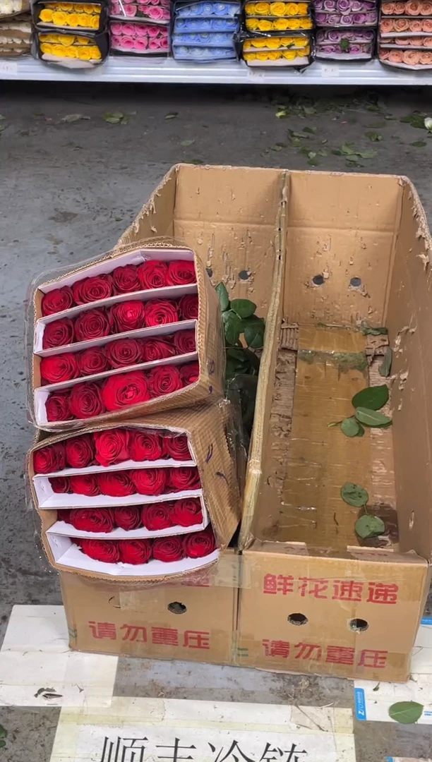 高原红 5扎