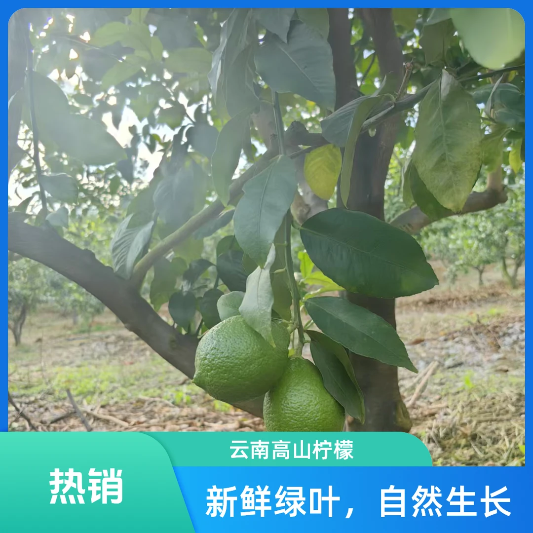 云南特产青柠檬塔西提维生素C酸甜多汁香自然生长水果营养助农