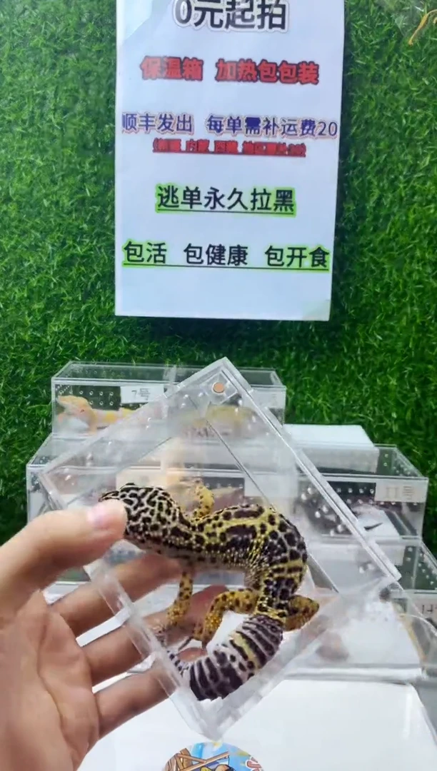 豹纹守宫豹纹守宫幼苗亚成体成体肥尾