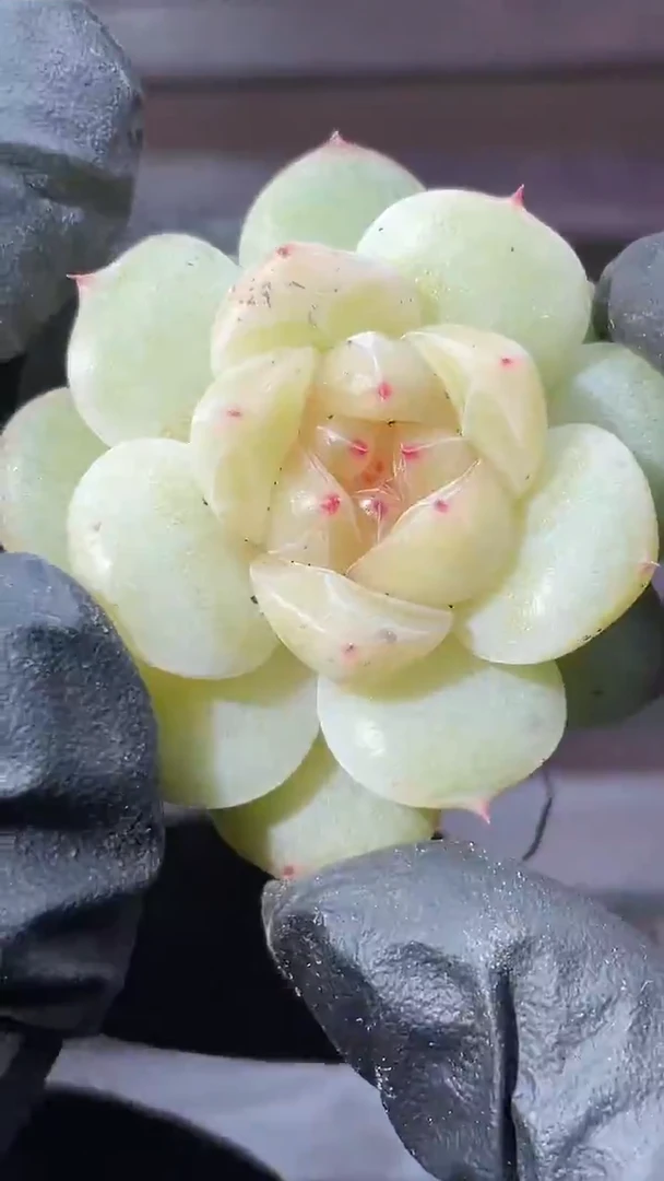 37-13 孤品2-3厘米一物一拍