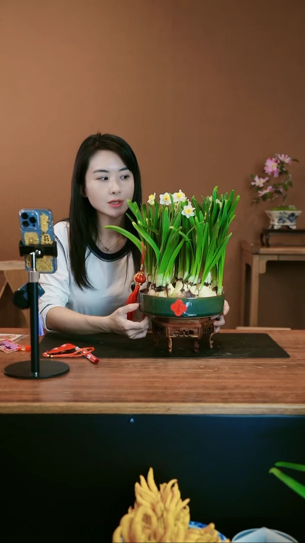 【闪购商品】盆景水仙花 礼盒