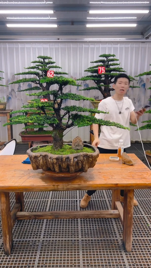 无花朵@****@精品盆景直播间一物一拍