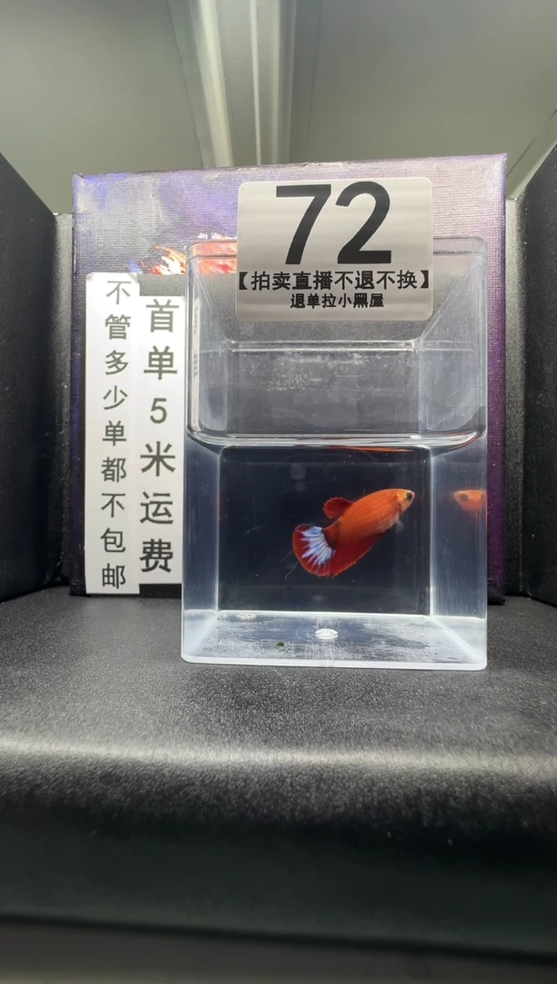 斗鱼母鱼编号：72