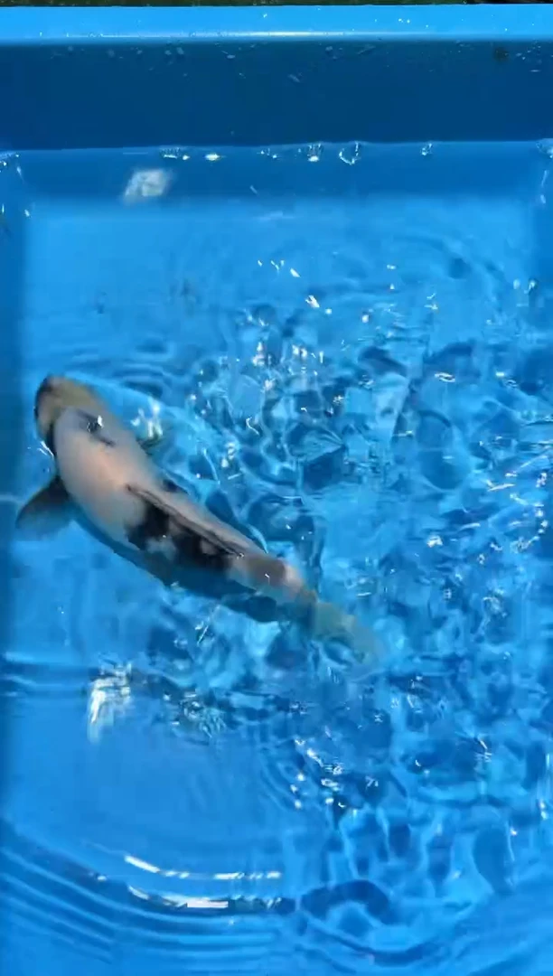 锦鲤点关注右下角竞拍链接出价