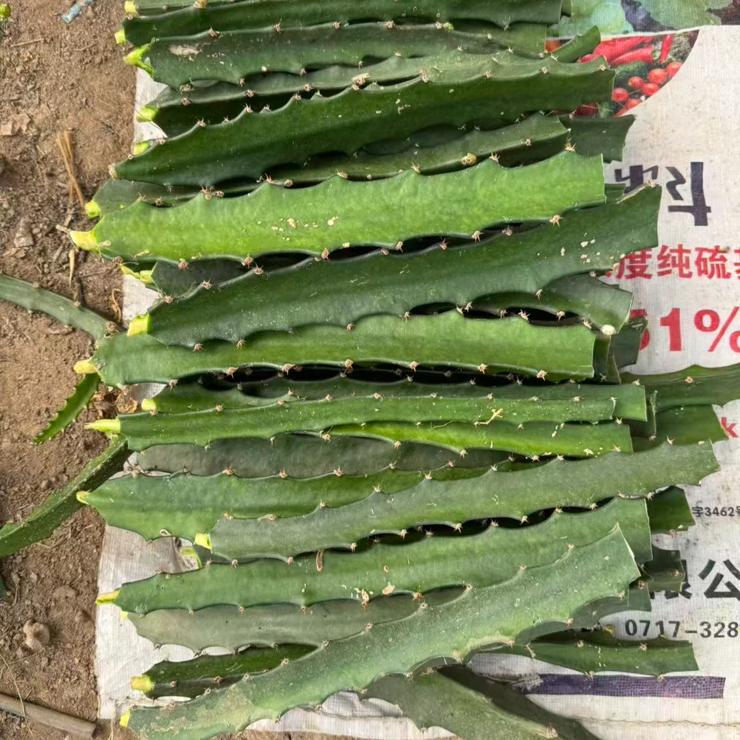【红皮燕窝火龙果种苗】仙人掌科白心火龙果种苗异花授粉