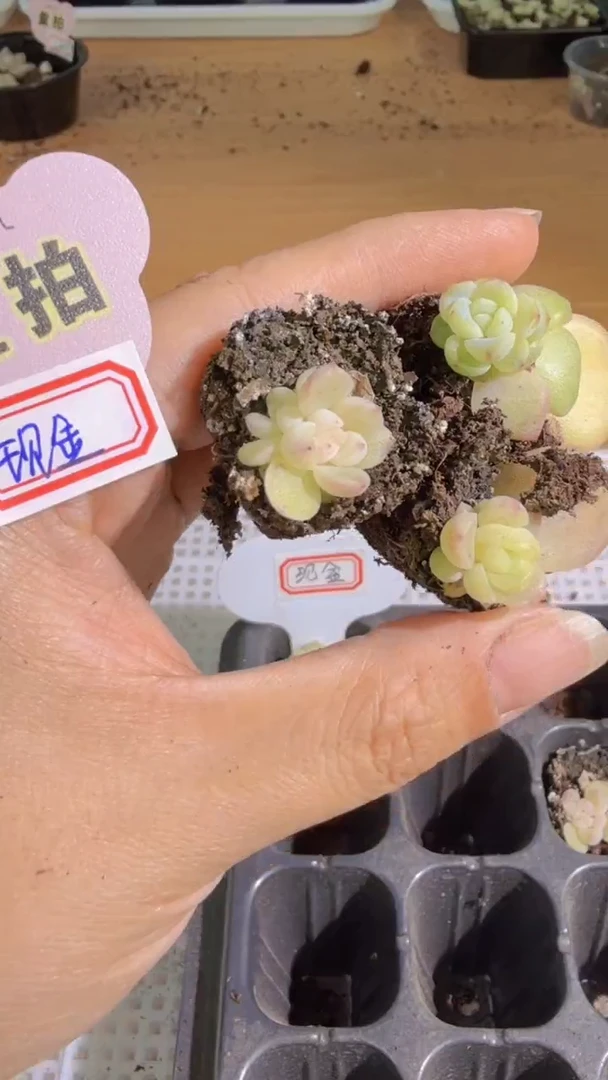 现金1.5cm左右单双混 3颗量拍混发 满9.9包邮