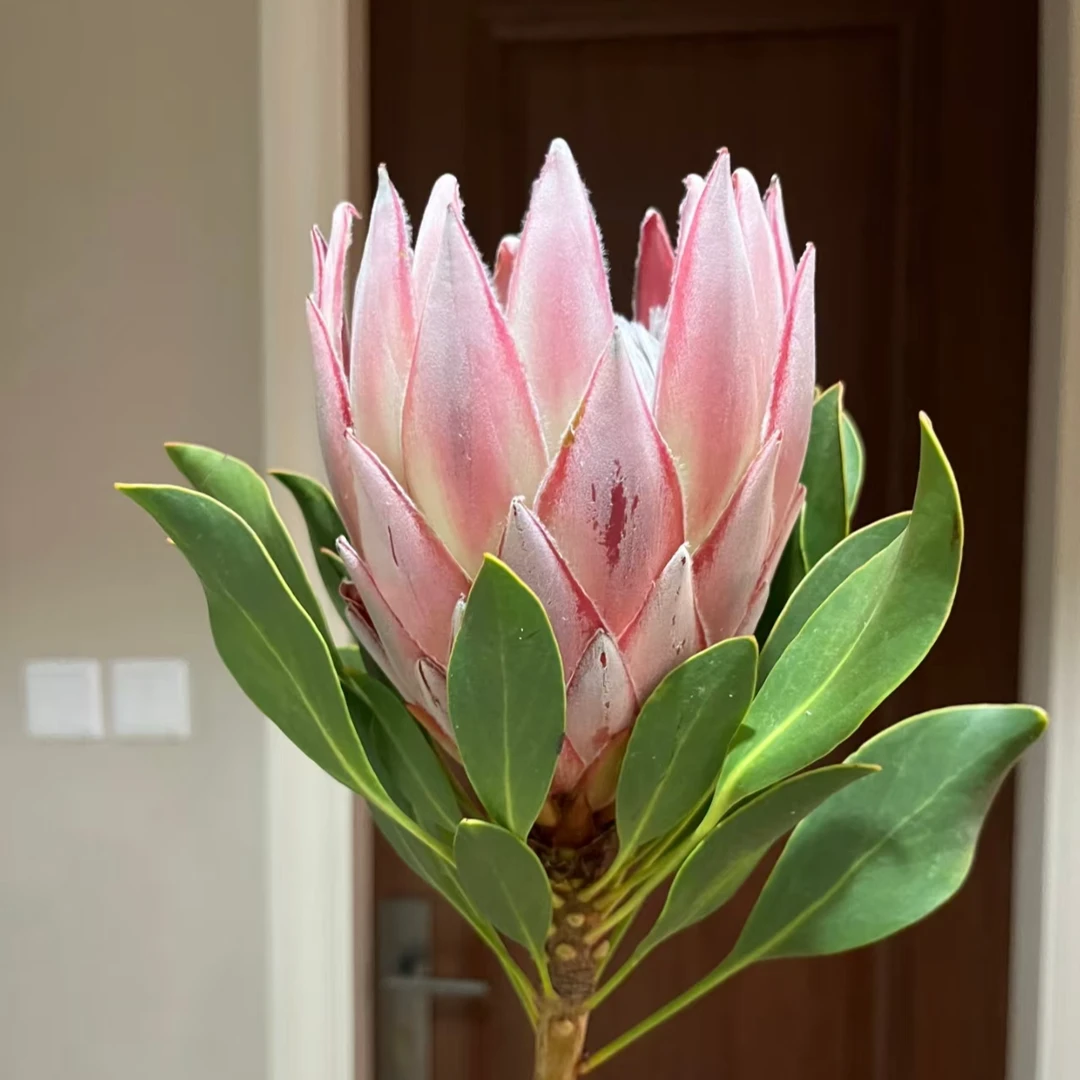【pp帝王花1支】云南鲜花基地直发