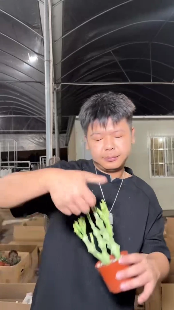 多头 白珊瑚【带根】