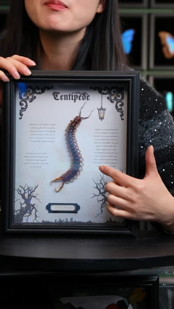 秘鲁巨人蜈蚣标本摆件