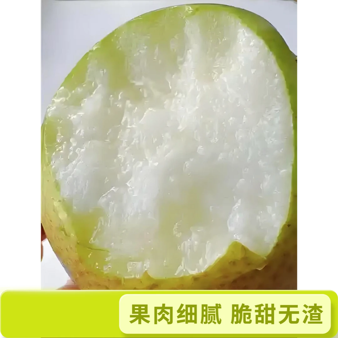 山西运城丹霞红梨！生态种植一口爆汁脆甜无渣当天现摘产地直发