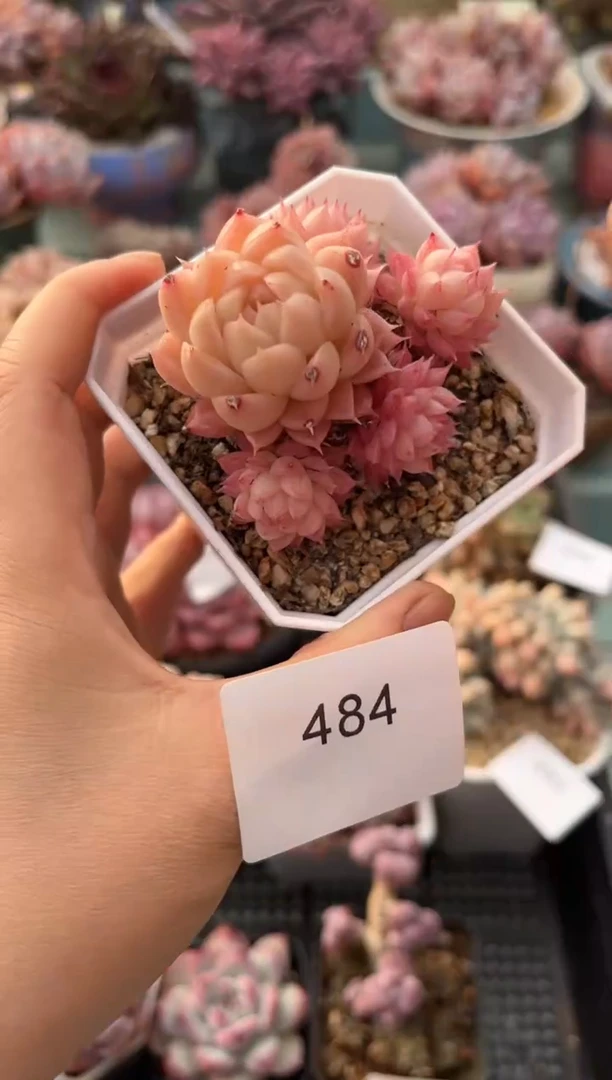 484群生女王多肉