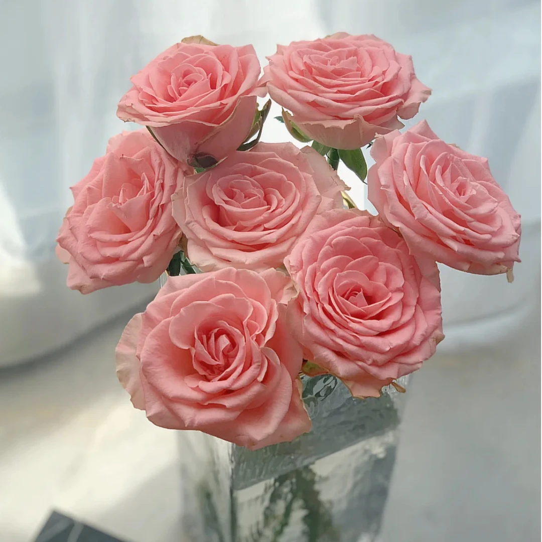 花鲜祉 春晓 今日下单次日送达 云南昆明斗南鲜花基地直发新鲜