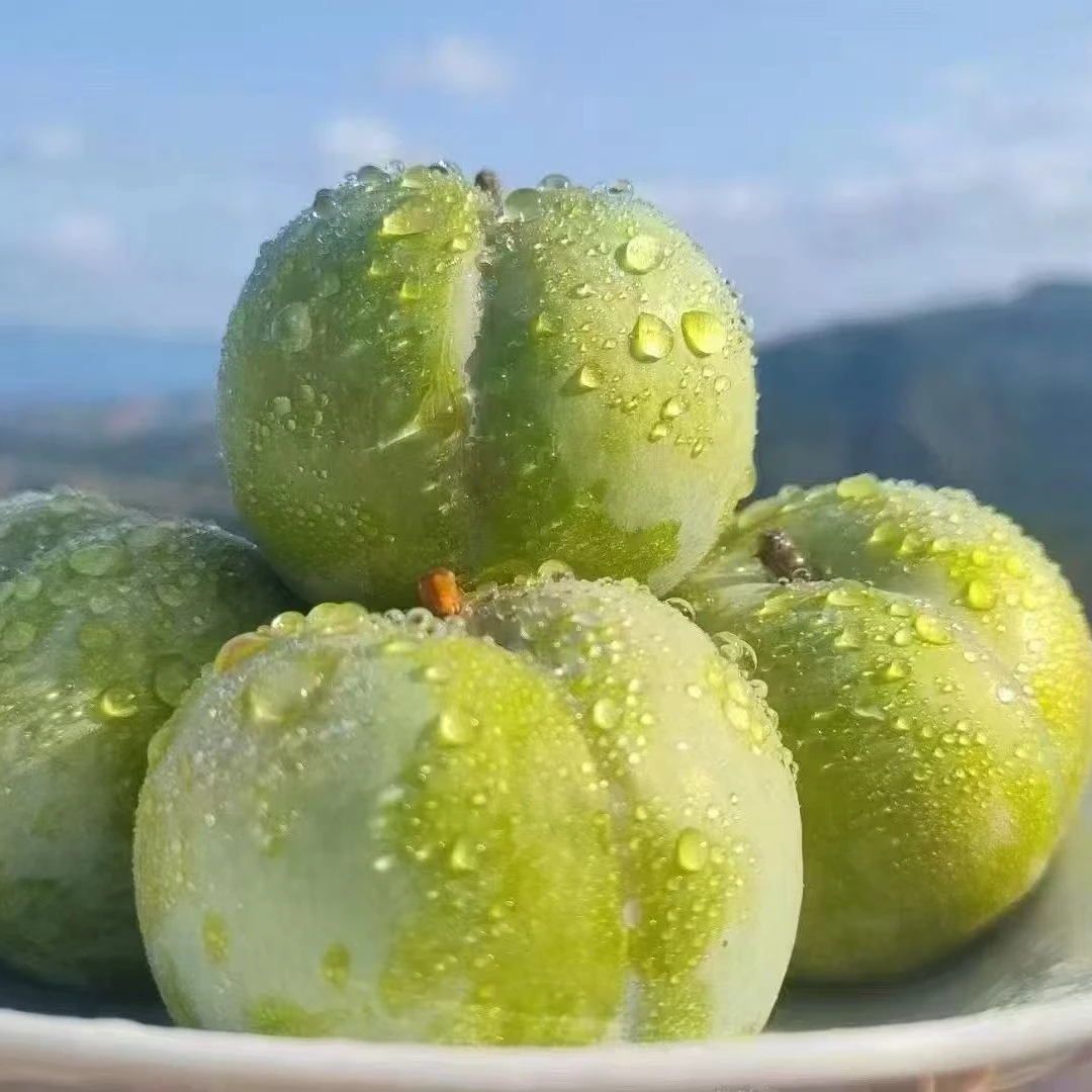 （福利果）镇宁蜂糖李60枚（小果皮薄微酸）