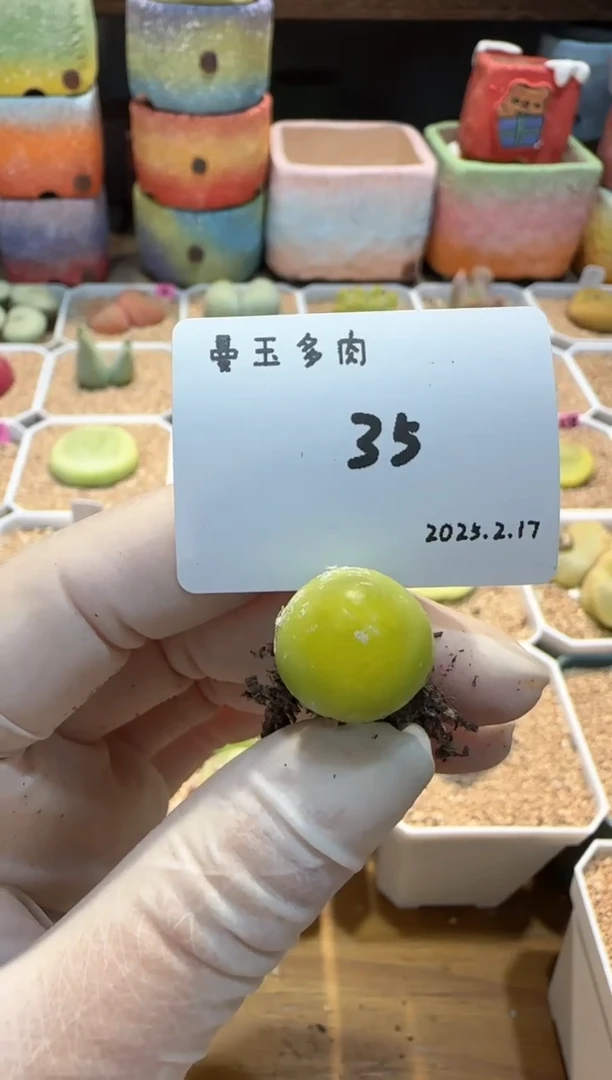 【闪购商品】25.2.17-60