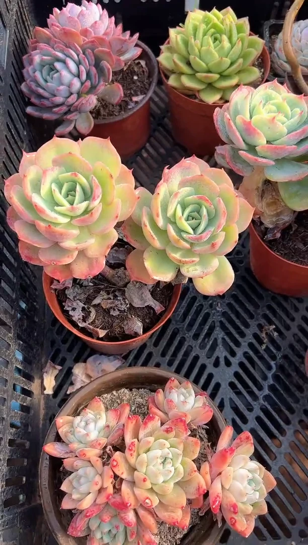 R****调多肉植物一物一拍21205