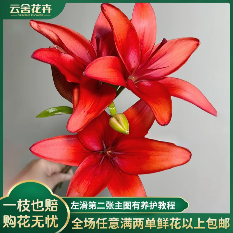 【云舍花卉】【红宝石】【亚百合小花苞】全场任意满两单及以上鲜花包邮