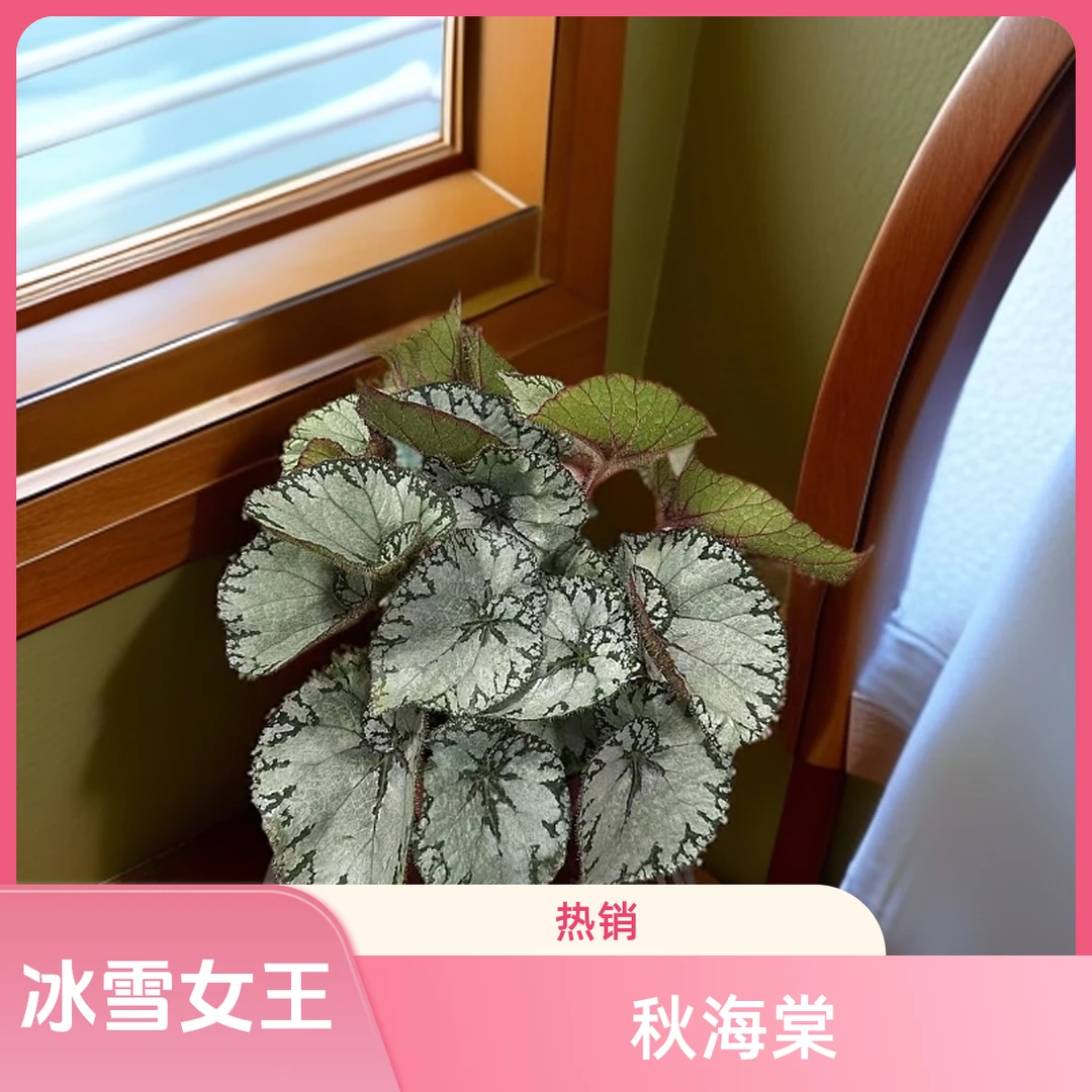 冰雪女王 秋海棠热植 福利款不包叶损