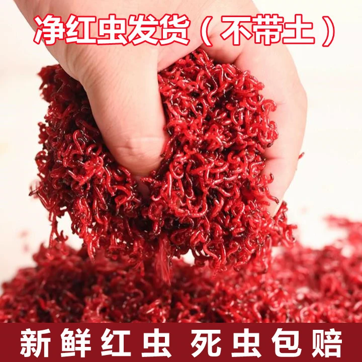 红虫批发一斤中小号大号特大号野钓鲫鱼饵料活饵