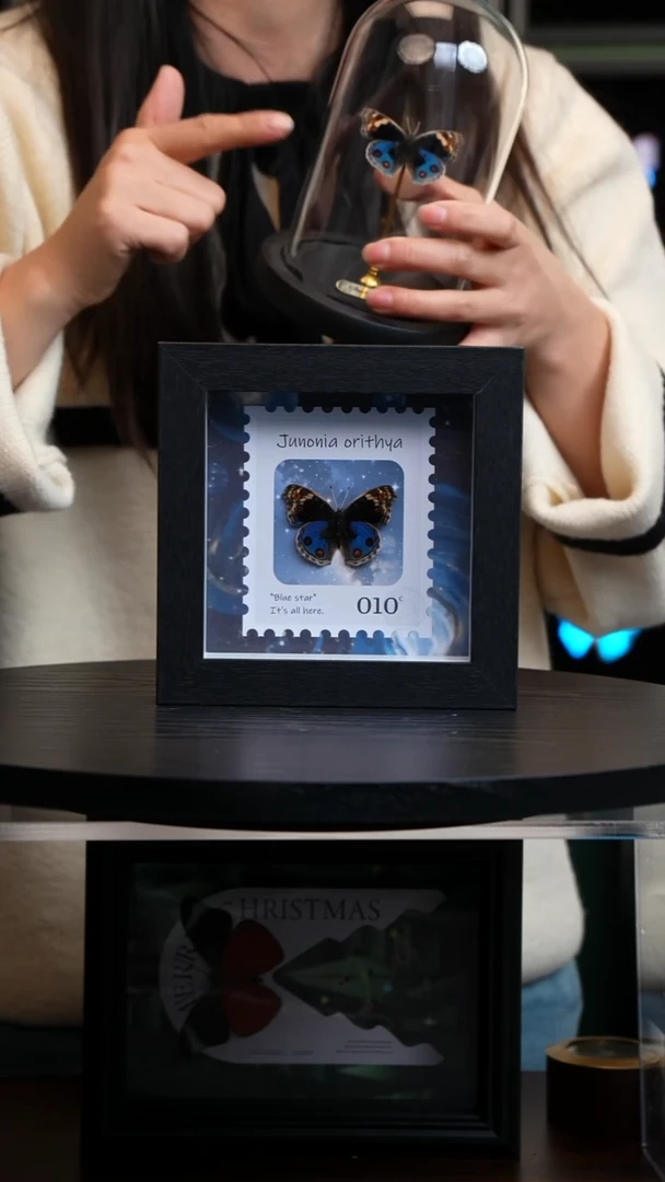 翠蓝眼蛱蝶5寸方框