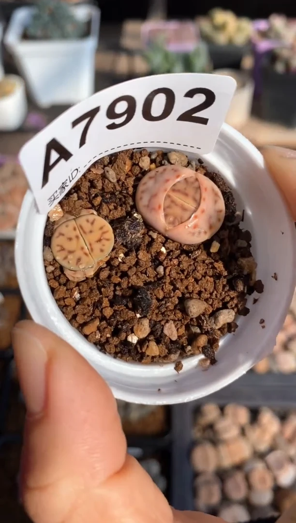 【闪购商品】7902 开播福利