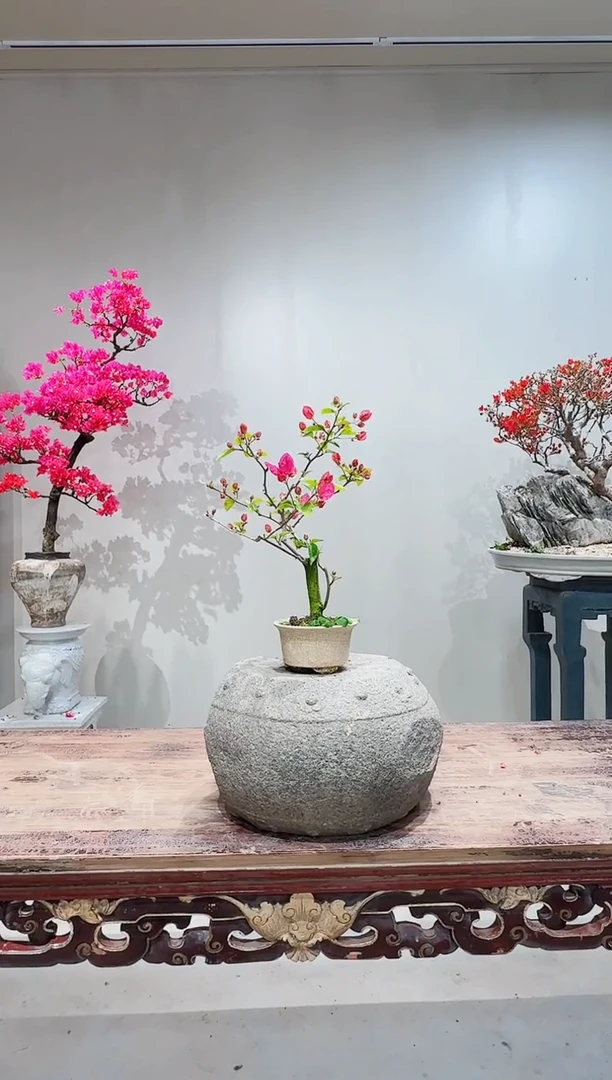 【闪购商品】盆景红樱三角梅