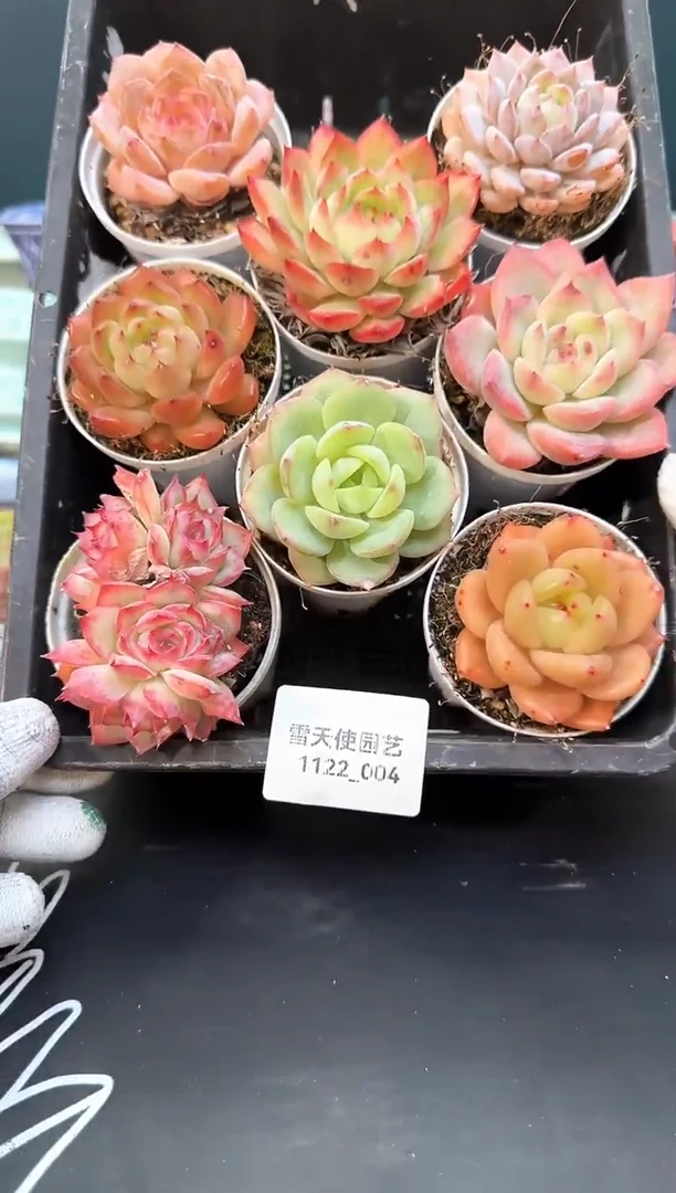 1122- 004 多肉8颗