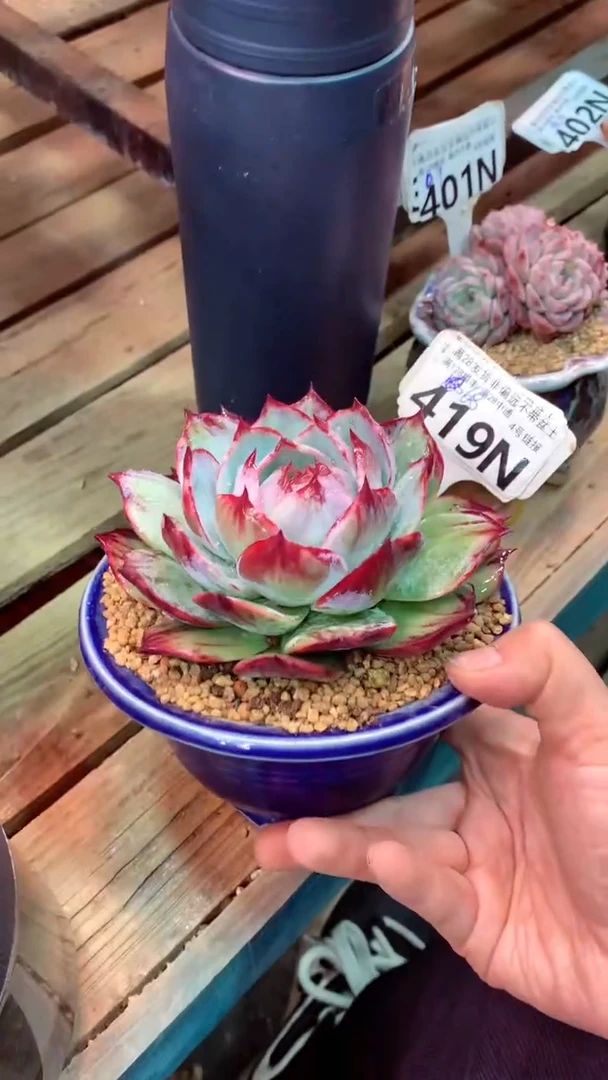 419N  (一物一拍实付满28发货，默认不带盆土）