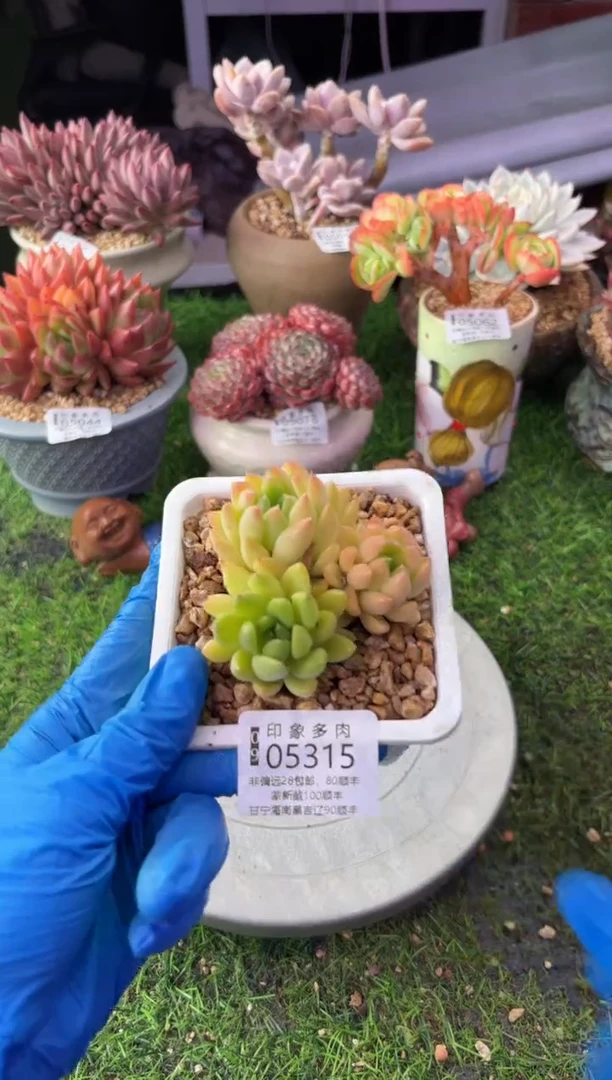 昆明印象多肉05315
