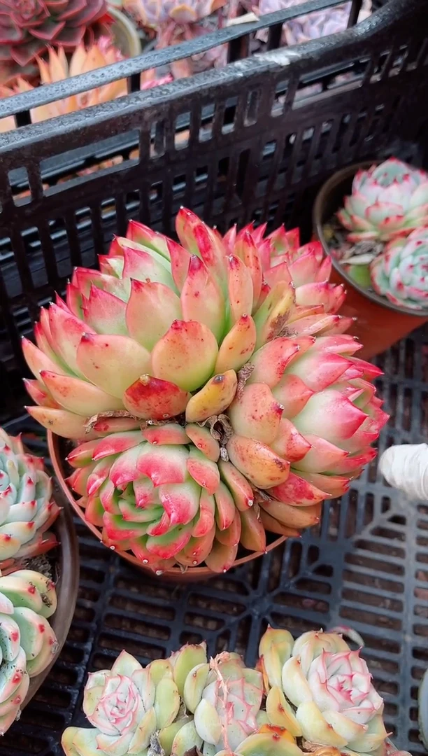 【闪购商品】06236