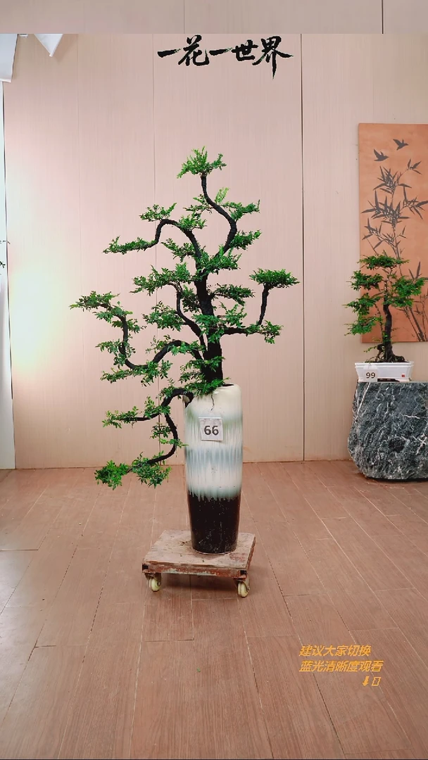无花朵杨*柏【闪购链接】66号链接