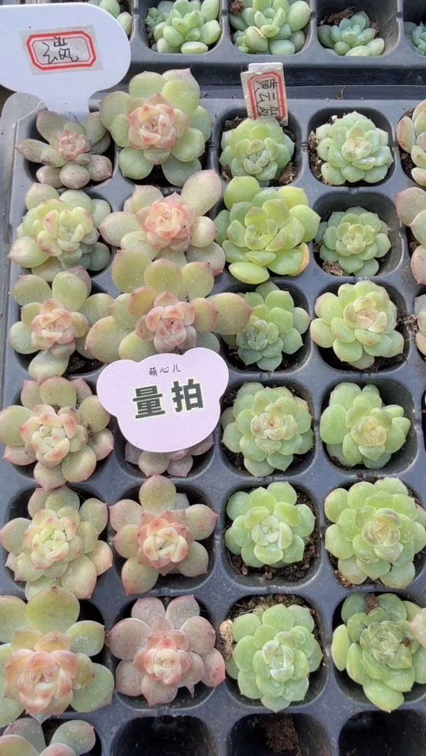 云岚 量拍混发 满9.9包邮