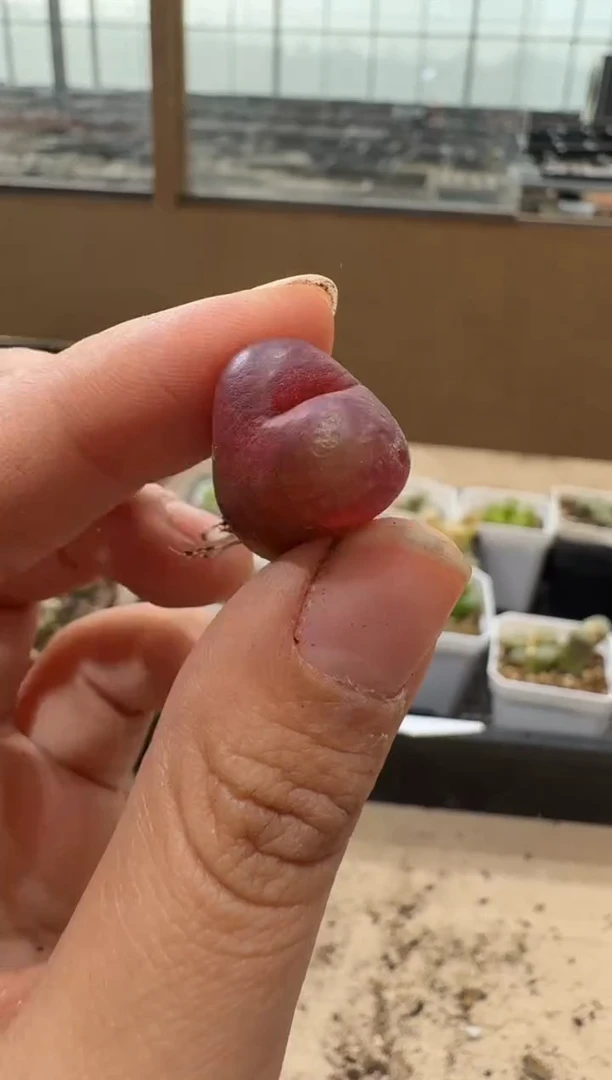 10-389多肉植物肉锥