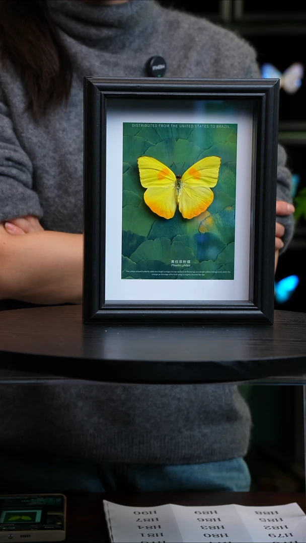 黄纹菲粉蝶新版本银杏款