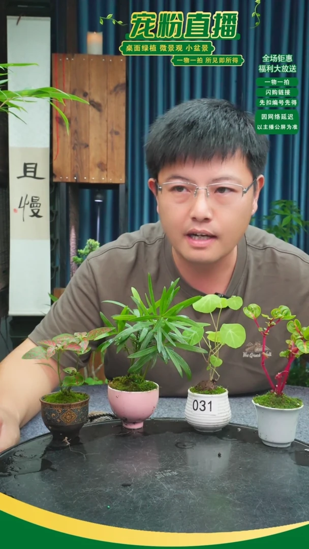 无花朵桥***?苔藓微景观031号